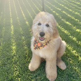 Earth - Apricot female Goldendoodle puppy in Houston, Texas from Golden Life Doodles