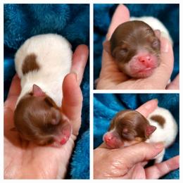 Parti Princes - Chocolate parti female Pomeranian puppy in Forsyth, Illinois from Brenda's Pomeranians - Amazing Grace Pomeranians