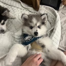Pomsky Puppies from Pomsky Pack & Co