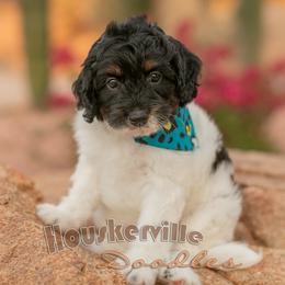 Hope - Tri-color female Bernedoodle puppy in Wickenburg, Arizona from Houskerville Doodles