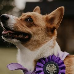 Pembroke Welsh Corgis from Mabel Creek Farm