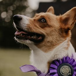 Pembroke Welsh Corgis from Mabel Creek Farm