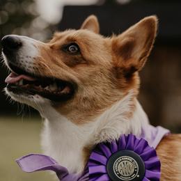 Pembroke Welsh Corgis from Mabel Creek Farm
