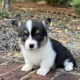 Daisy - Black and tan female American Corgi puppy in Leighton, Alabama from Bar P Livestock Corgis
