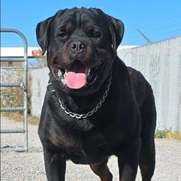 Xolotl - Rottweiler
