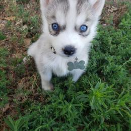 German Shepherd and Siberian Husky Puppies from Sininger Lagoon