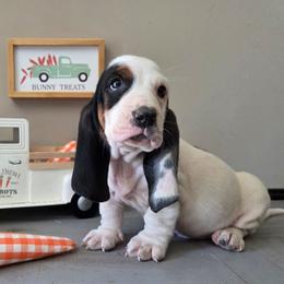 Vance - Black white and brown male Basset Hound puppy in Denison, Texas from Emma Lou's Baby Bassets