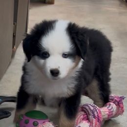 Boy 4, Fisher - Black tri male Toy Australian Shepherd puppy in Bristow, Iowa from Pine Ridge Toy Aussies