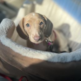 Dachshund Puppies from Duchess Daphne's Doxie Empire