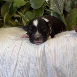 Moss - Black tri female Toy Australian Shepherd puppy in Quincy, Michigan from Ivy Meadows and Friends