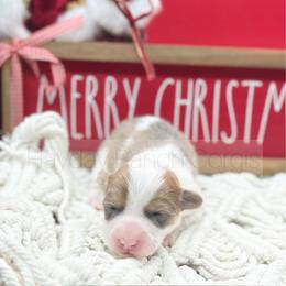 Candy Cane - Red female Pembroke Welsh Corgi puppy in Rozet, Wyoming from Hayday Ranch Corgis