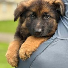 Girl 1 - Black and red female German Shepherd puppy in Coupeville, Washington from Von Hilkey Shepherds