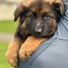 Girl 1 - Black and red female German Shepherd puppy in Coupeville, Washington from Von Hilkey Shepherds