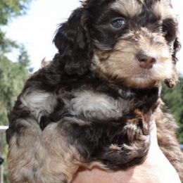 Australian Labradoodle Puppies from Leslie Kalwara