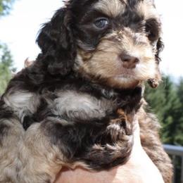 Australian Labradoodle Puppies from Leslie Kalwara