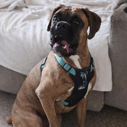 Boxer All Grown Up from Rorschach Boxers