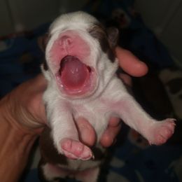 Boston Terrier Puppies from Meatloaf's Boston