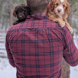 Australian Labradoodle Puppies from Paws Beyond The Pines