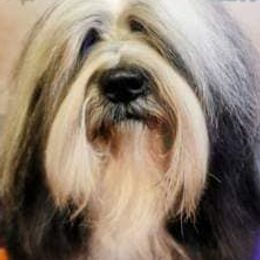 Tibetan Terriers from Dscho Utra Tibetans