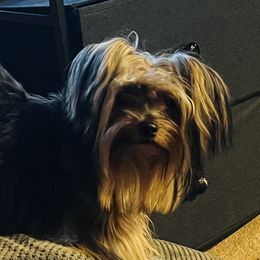 Tori - Yorkshire Terrier