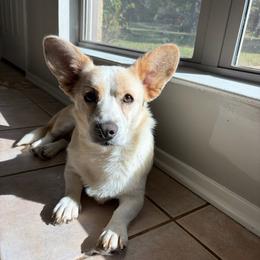 Honeycutt - Cardigan Welsh Corgi