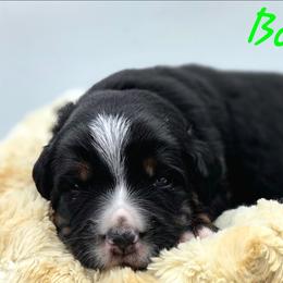 BARNEY - Black male Companion Cross puppy in Viking, Minnesota from Son Shine Farm