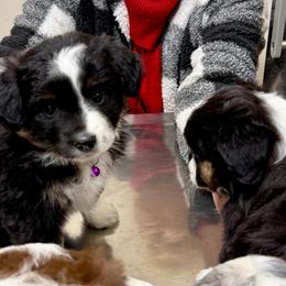 Poppy - Black tri female Miniature Australian Shepherd puppy in Grants Pass, Oregon from Woodwind Miniatures