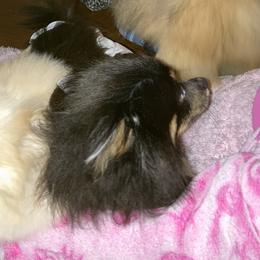 Coffee - Pomeranian