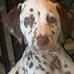 Moose (black boy) - White and liver brown Dalmatian puppy in Lakeland, Florida from Ink Spot Canines