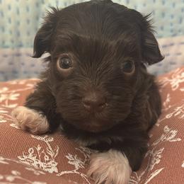 Sweet Hope - Chocolate female Havanese puppy in Arizona from HavaDoggie
