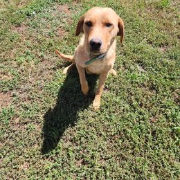 Ginger - Labrador Retriever