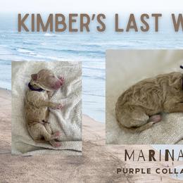 Marina - Cream female Goldendoodle puppy in Inez, Texas from Heavenly H Doodles
