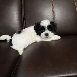 Zoe - Black and white female Shichon puppy in Ronda, North Carolina from Willow River
