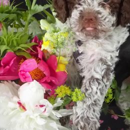 Lagotti Romagnoli from LambsCreek Lagotto