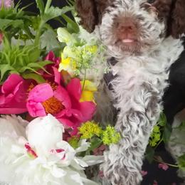 Lagotti Romagnoli from LambsCreek Lagotto