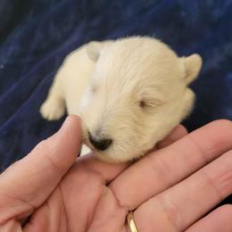 Daisy Rae - Wheaten female Scottish Terrier puppy in Carson City, Nevada from McCulley's Battle Born Scotties