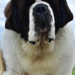 Saint Bernard All Grown Up from Covered Bridge Saint Bernards