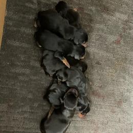 Ren - Black and tan male Miniature Pinscher puppy in Lancaster, Missouri from White Stone Ranch