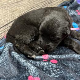 Hami light pink - Black female German Shepherd puppy in Herrick, South Dakota from Dakota Shepherds Kennels