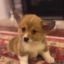 Little girl - Sable female Pembroke Welsh Corgi puppy in Grantsville Md, Maryland from Standing Oaks Kennel