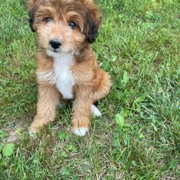 Sable boy less white - Sable male Aussiedoodle puppy in Hillsboro, Illinois from Shoal Creek Puppies