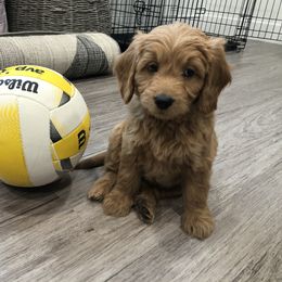 Goldendoodle and Golden Retriever Puppies from Utah Goldens