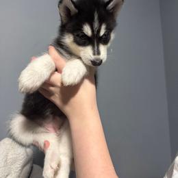 Purple Collar - Cupcake - Black and white female Siberian Husky puppy in Paola, Kansas from East Inn Huskies