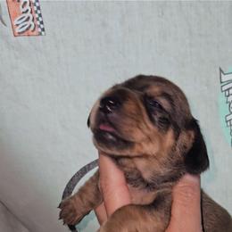 G2 - Sable female Dachshund puppy in Lansing, Michigan from Black Thunder 517 Dachshunds and frenchies