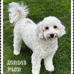 Birdie - Goldendoodle