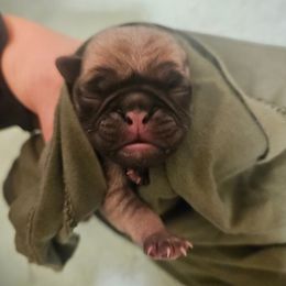 Girl 2 - Fawn female Pug puppy in Canterbury, Connecticut from Pug Palace Kennel