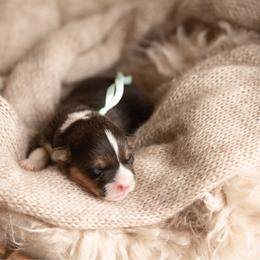 Mint collar - Mocha - Black and tan female Pembroke Welsh Corgi puppy in Waverly Hall, Georgia from 6g Ranch Corgis