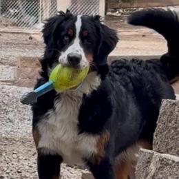 Darla - Bernese Mountain Dog