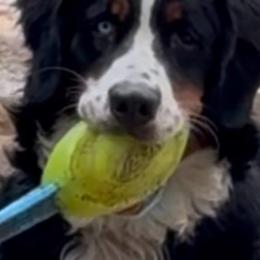 Darla - Bernese Mountain Dog