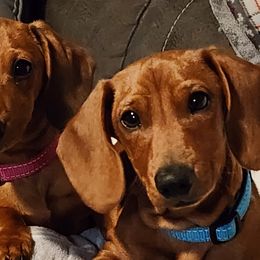 Dachshunds from Knobster's AKC Miniature Dachshund Puppies